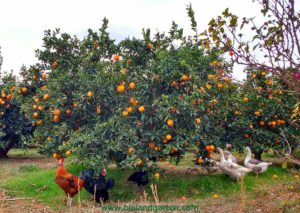 Bio Orangen in Tirol